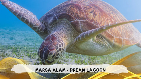 2026 marsa alam da roma dream T IN2