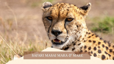 2025 africa masai mara e mare gennaio marzo 26 IN2