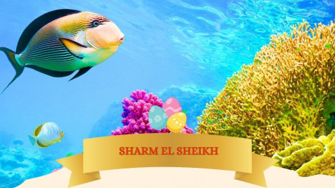2026 sharm el sheikh T ponti milano IN2