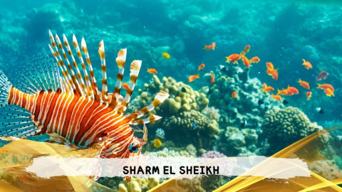 2026 sharm el sheikh da bologna T IN2