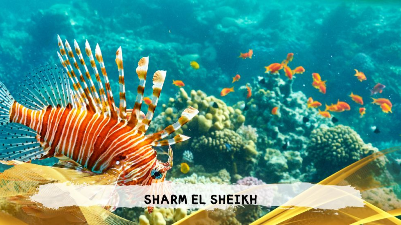 2026 sharm el sheikh da bologna T IN2