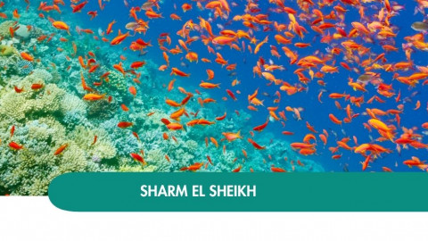 2026 sharm el sheikh halloween T IN2